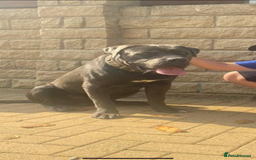 Cane Corso dogs for sale: Pure Pedigree Cane Corso Puppies - Image 2