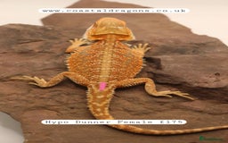 Bearded Dragon reptiles for sale: Bearded Dragons Mix - Image 4