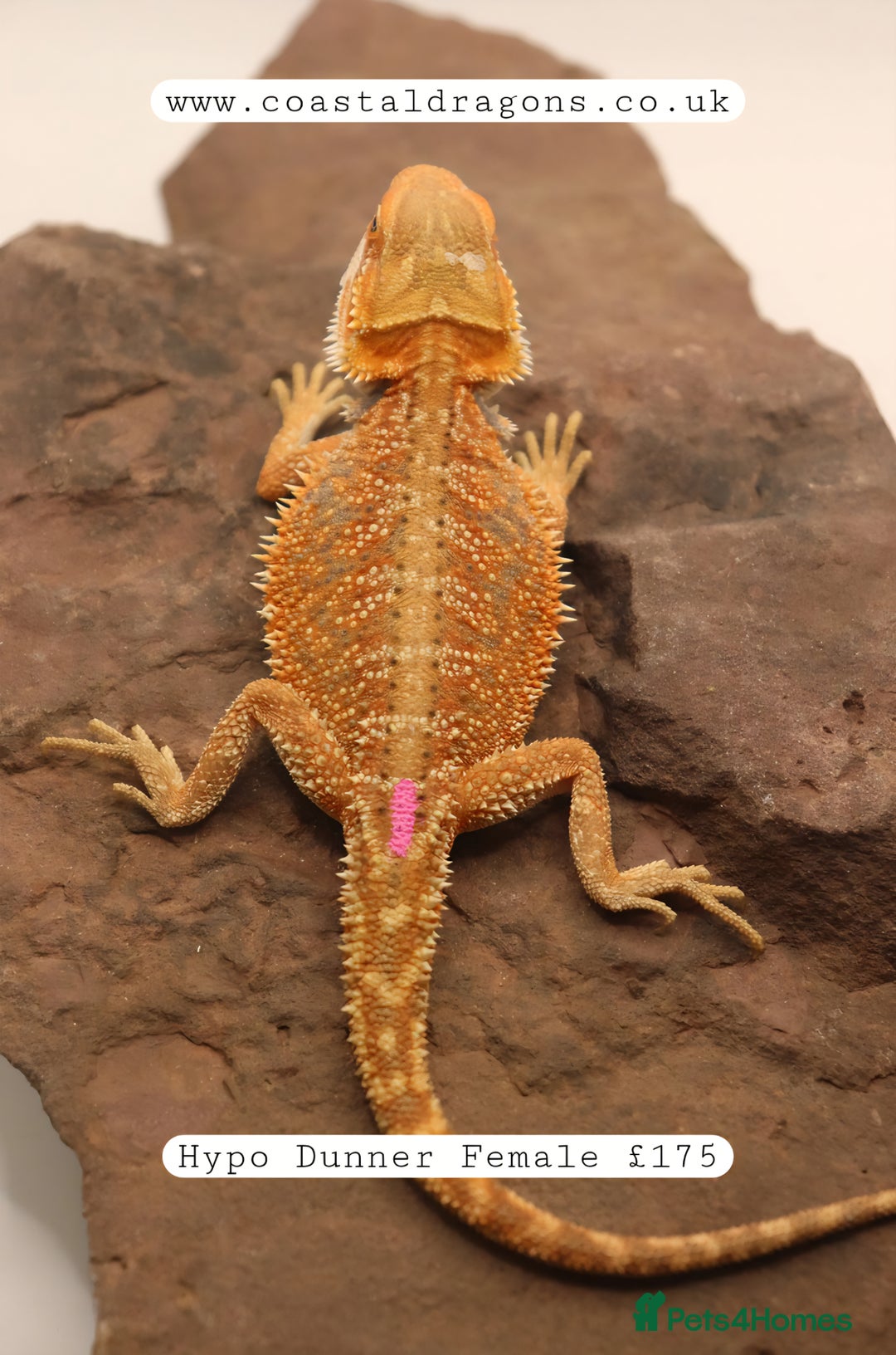 Bearded Dragon reptiles for sale: Bearded Dragons Mix - Image 4