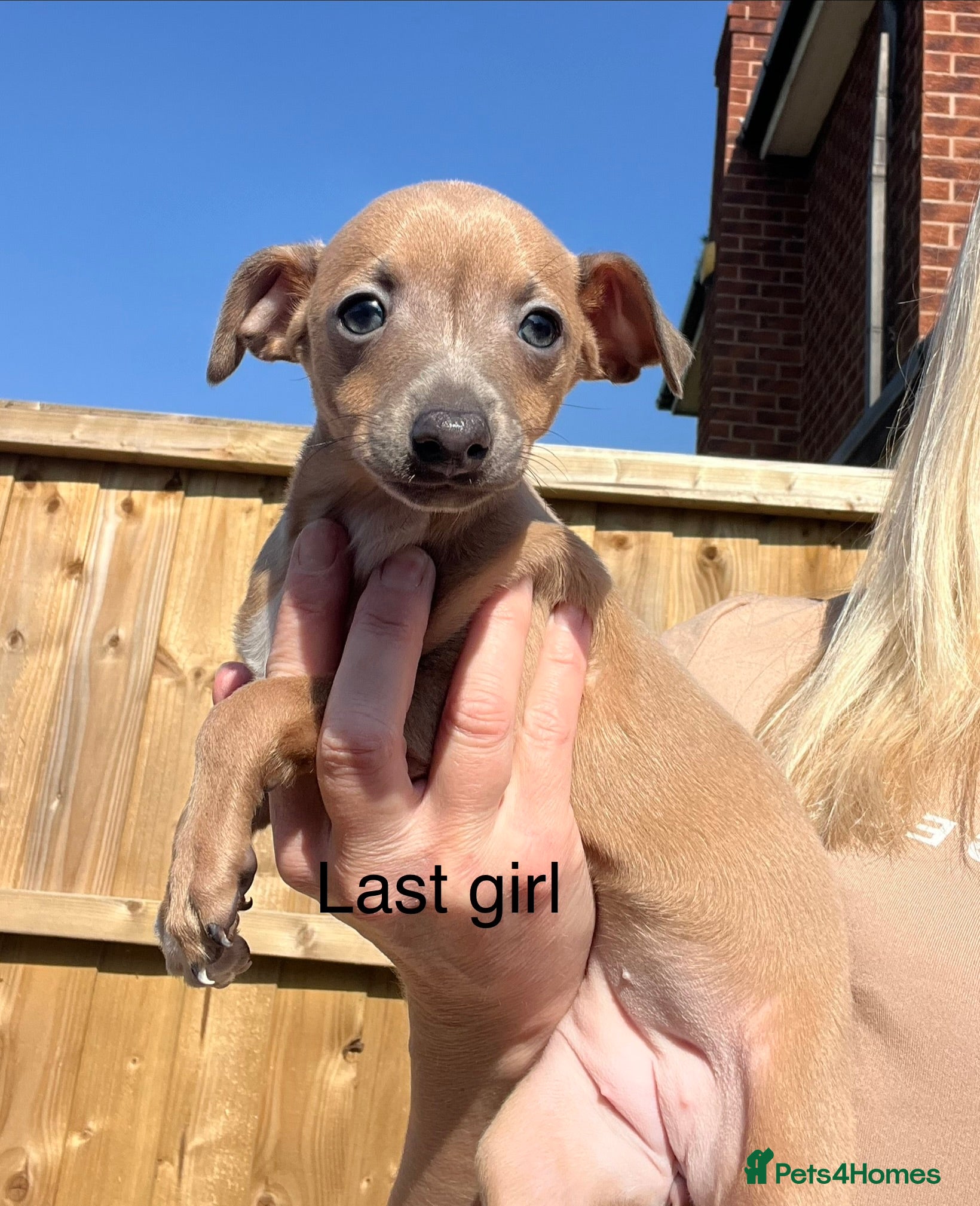 Italian Greyhound dogs kc registered ready next week  - Advert 3