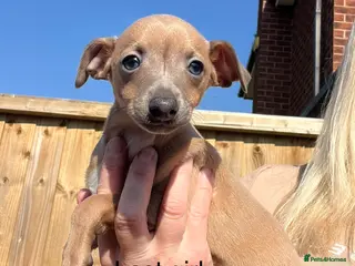 Italian Greyhound dogs kc registered ready next week - Advert 2