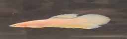 Bettas fish for sale: Betta mustard gas  - Advert 6
