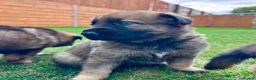 German Shepherd dogs for sale: KC Registered German Shepard Puppies 🐾🐾🐾 - Advert 15