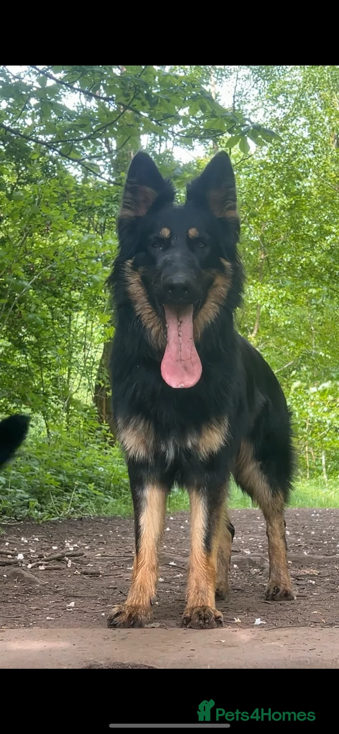 German Shepherd dogs for sale: Rocco is looking for a new home  - Advert 3