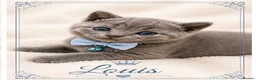British Shorthair cats for sale: 💙Blue point BSH Kitten-Premium Quality 💙 - Advert 3