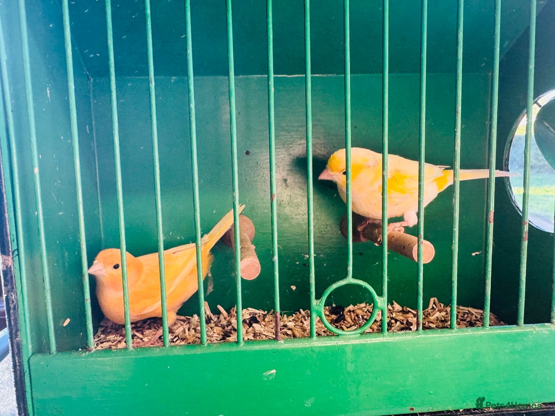 Canaries birds for sale: Pairs of mosaic canaries  - Advert 2