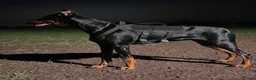 Dobermann dogs for sale: Champion Bloodline Doberman Puppies in Manchester - Advert 39