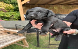 Mixed Breed dogs for sale: Gorgeous Lab x Collie puppies - Image 10