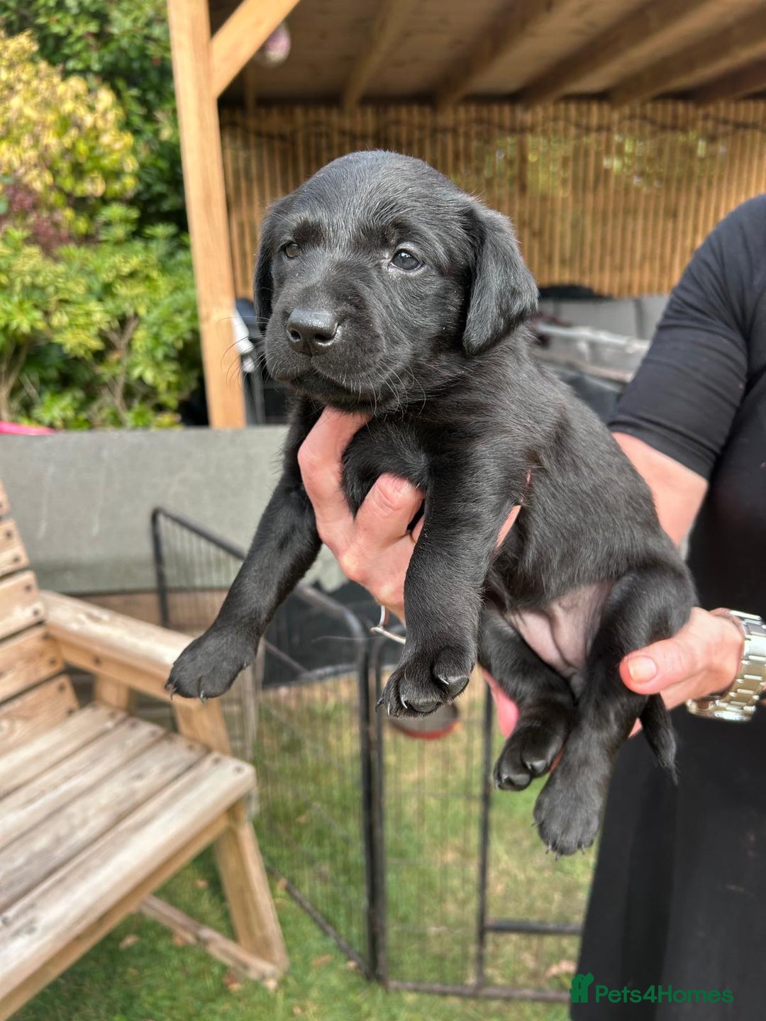 Mixed Breed dogs for sale: Gorgeous Lab x Collie puppies - Image 10