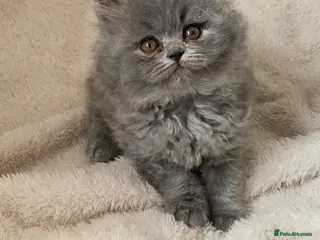 British Longhair cats Lovely blue longhair male - Advert 7