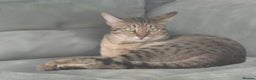 Savannah cats for sale: My Girl needs a new home - Advert 4