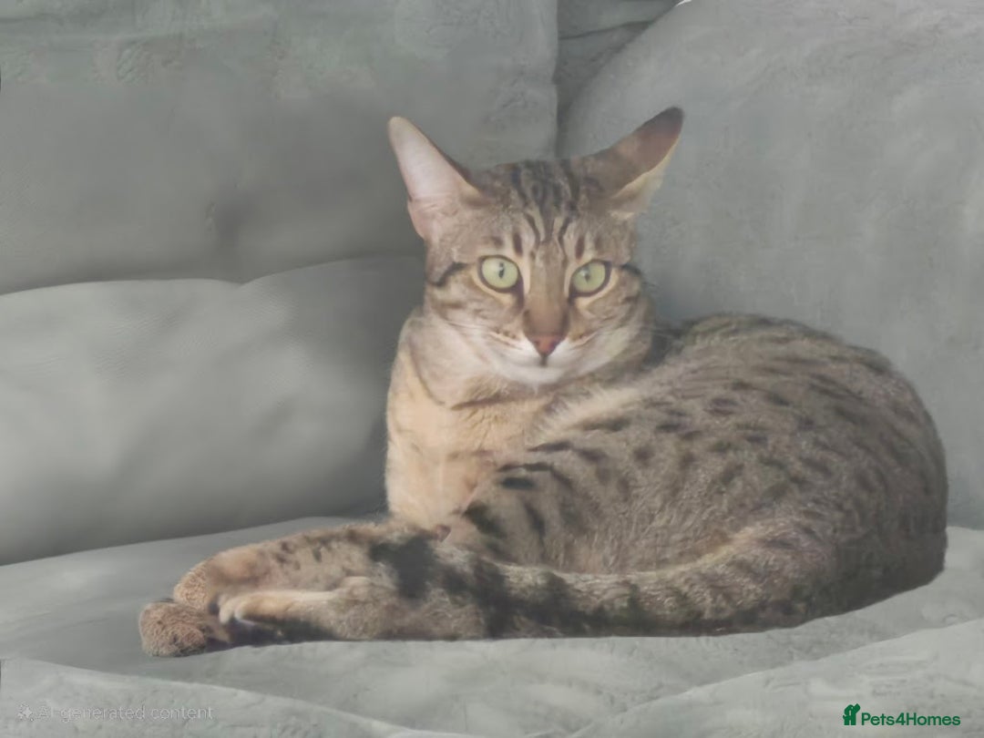 Savannah cats for sale: My Girl needs a new home - Advert 4