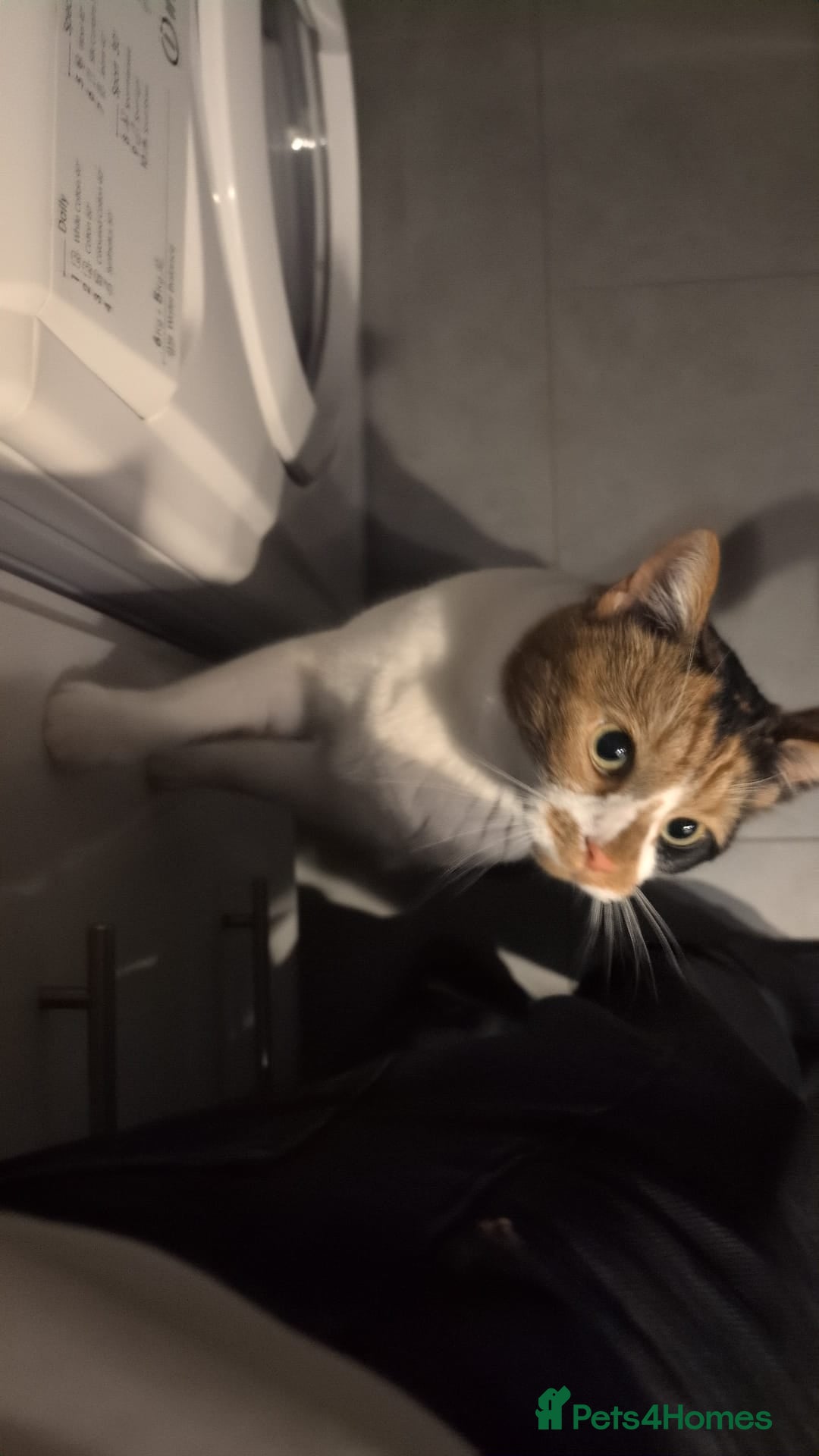 Domestic Shorthair cats for sale: Female cat for rehome  - Advert 9