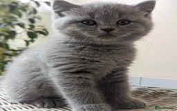 British Shorthair cats for sale: Both parents pedigreesTICA pedigree-dad5xchampion  - Image 26