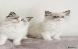 Ragdoll cats for stud: GCCF RAGDOLL STUD CHUNKY BIG BOY MILTON KEYNES in Milton Keynes - Image 5