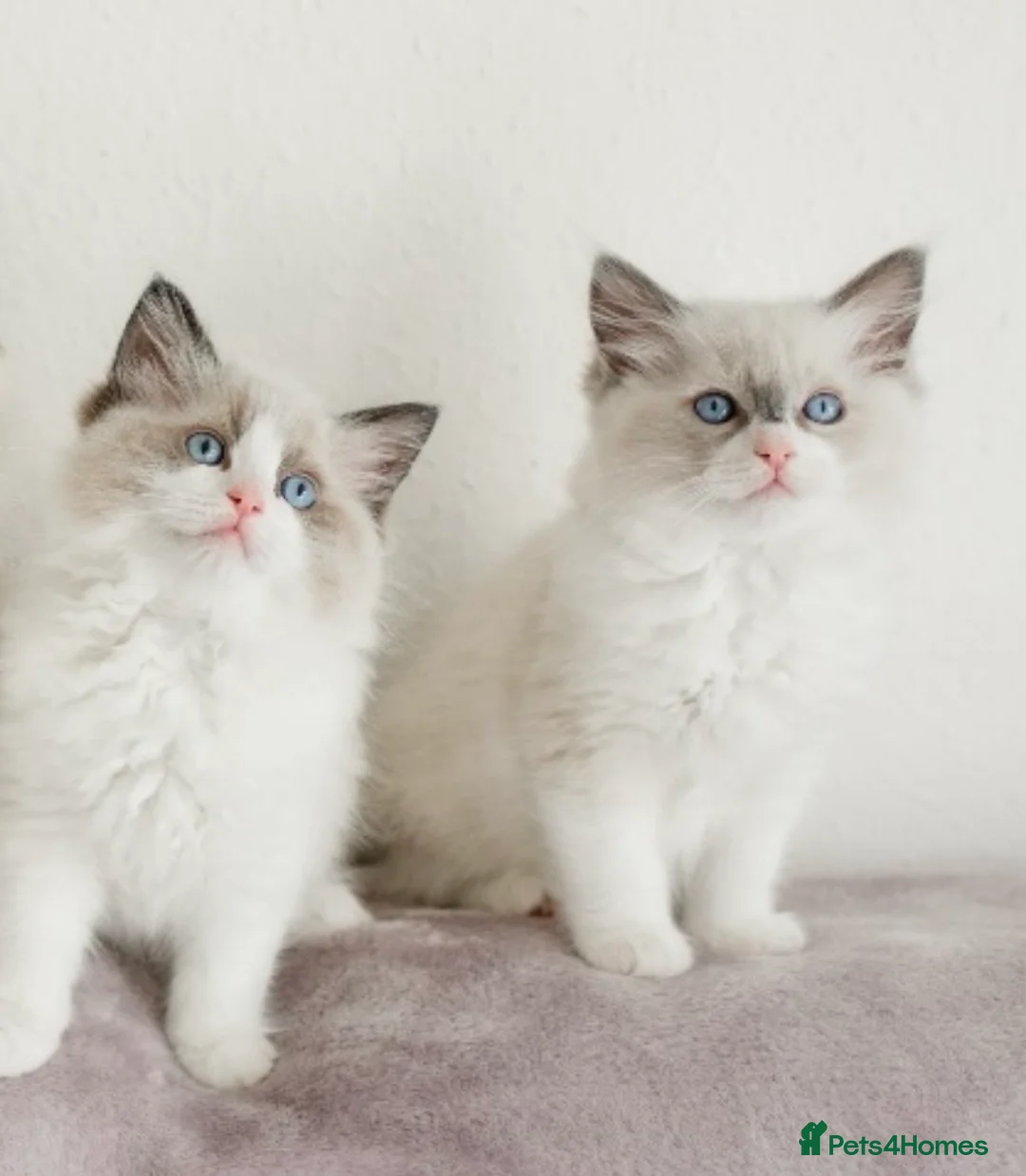 Ragdoll cats for stud: RAGDOLL GCCF STUD CHUNKY BIG BOY MILTON KEYNES in Milton Keynes - Advert 5