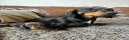 Dachshund dogs for sale: Irresistible miniature Dachshunds  in Malpas - Advert 11