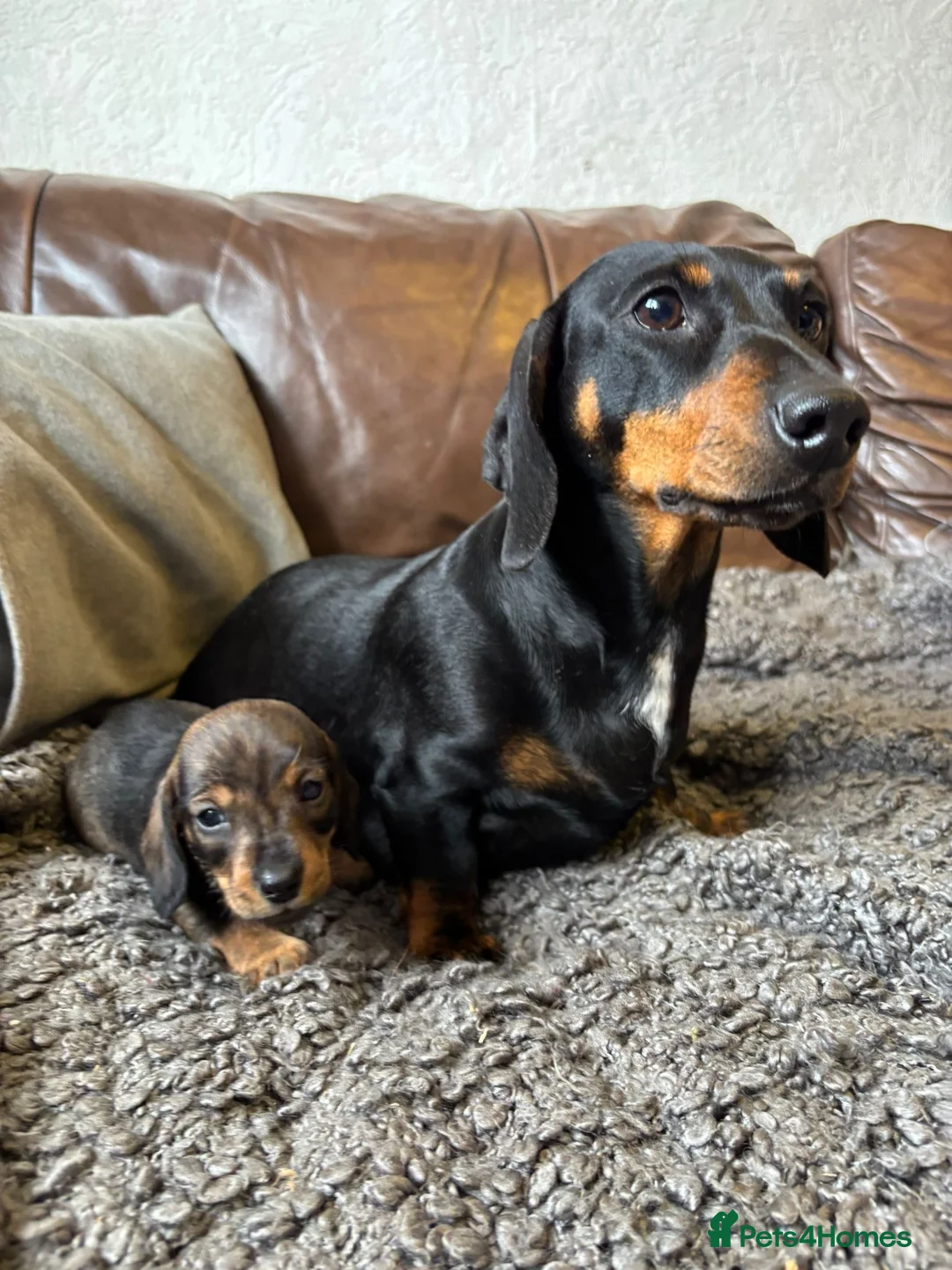 Dachshund dogs for sale: Irresistible miniature Dachshunds  in Malpas - Advert 11