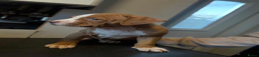 American Bulldog Puppy 1