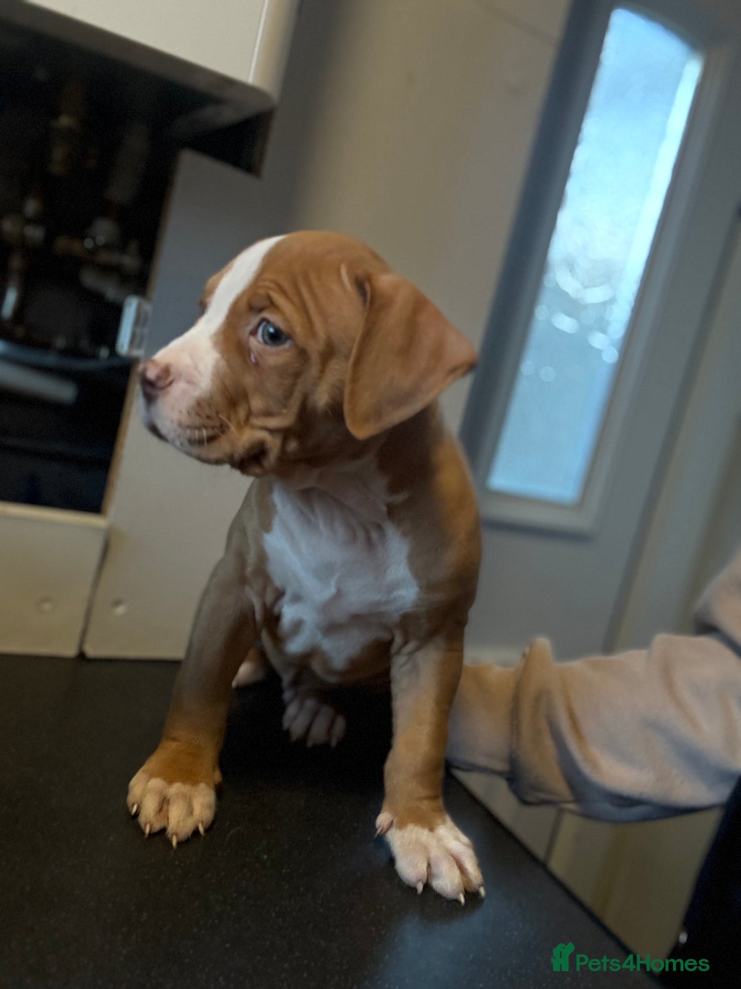 American Bulldog dogs for sale: Male American bulldog for sale  - Advert 3