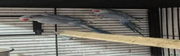 Parakeets birds for sale: Alsort cage n aviary birds  - Advert 10