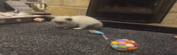 Ragdoll cats for sale: Adorable Beautiful Seal Mitted Ragdoll Kittens  - Advert 9