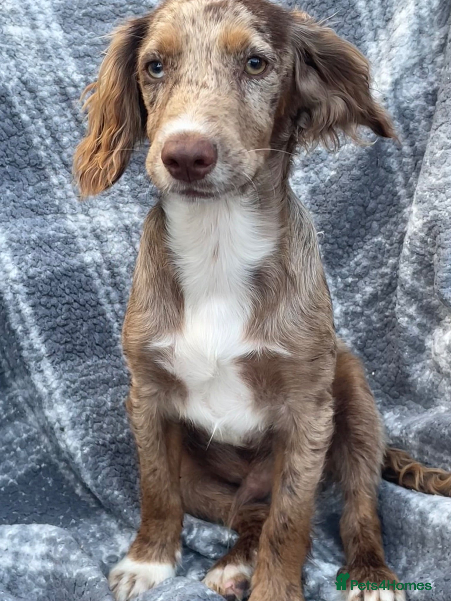 Cocker Spaniel dogs 6 Beautiful Cocker Spaniel puppies  - Advert 1