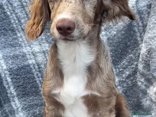 Cocker Spaniel dogs 6 Beautiful Cocker Spaniel puppies - Advert 3