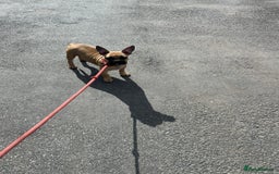 Mixed Breed dogs for sale: Last 2 puppies left English X French bulldog  - Image 8