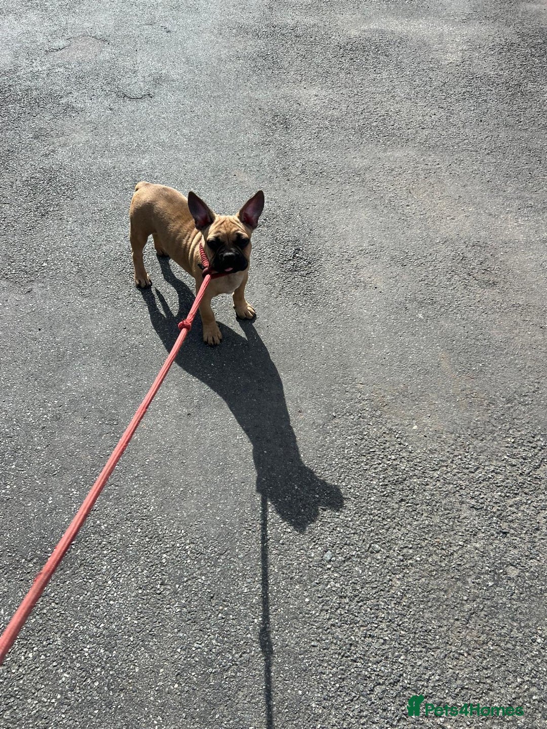 Mixed Breed dogs for sale: Last 2 puppies left English X French bulldog  - Image 8
