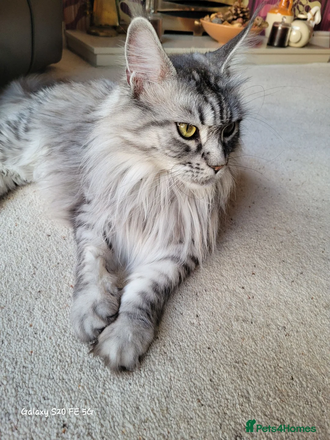 Maine Coon cats for sale: Female Silver Tabby Mainecoon - Advert 2