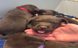 Labrador Retriever dogs for sale: Outstanding Quality Chocolate Labrador Puppies - Image 17