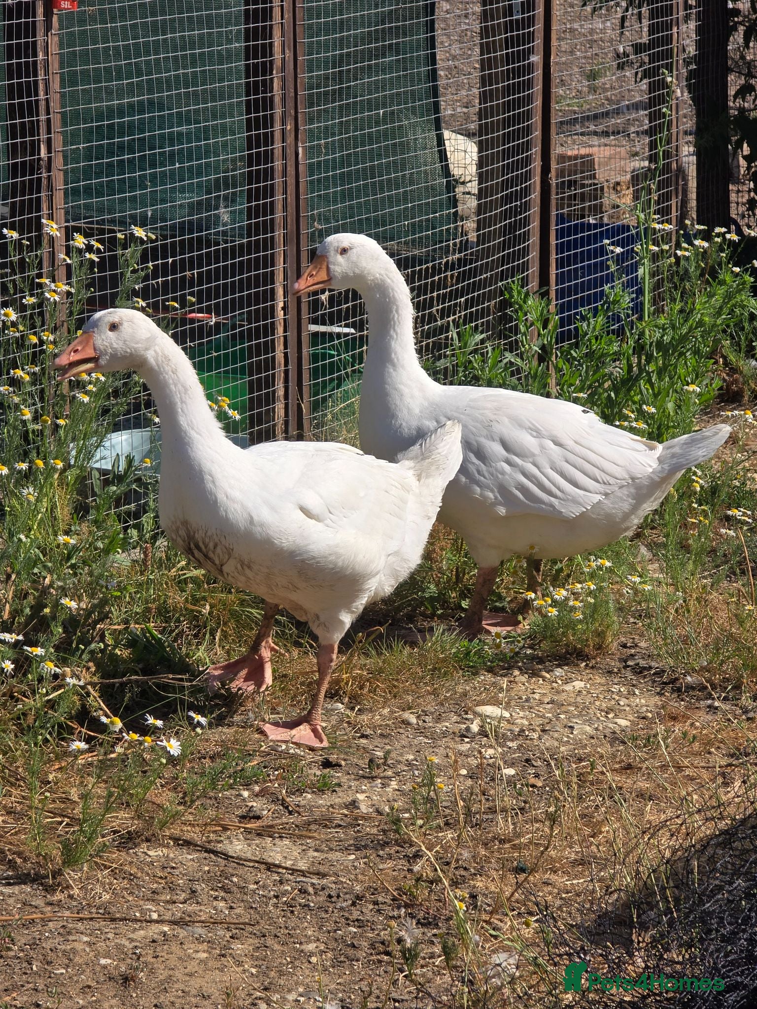 Geese poultry Smooth Sebastopol male goslings - Advert 11