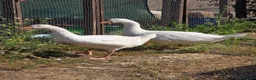 Geese poultry for sale: Smooth Sebastopol male goslings - Advert 1