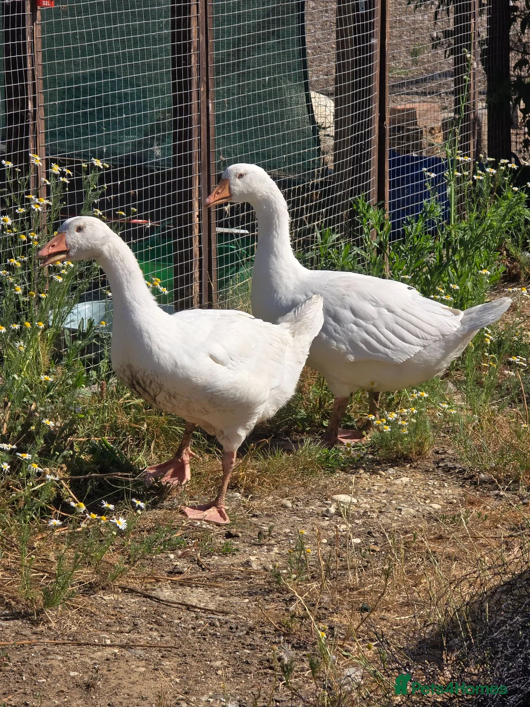 Geese poultry for sale: Smooth Sebastopol male goslings - Advert 1
