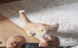 Persian cats for sale: Persian kittens: 2 girls and 1 boy (£230 each) - Image 21