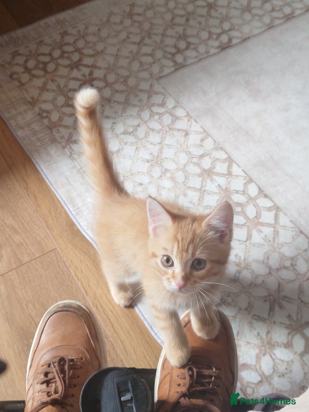 Persian cats for sale: Persian kittens: 2 girls and 1 boy (£230 each) - Image 21