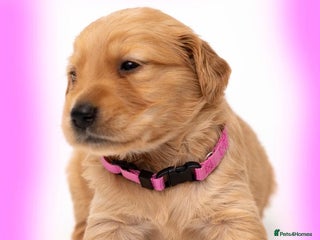 Golden Retriever dogs KC Dark Golden Retrievers 🧬 Health Tested Parents - Advert 18