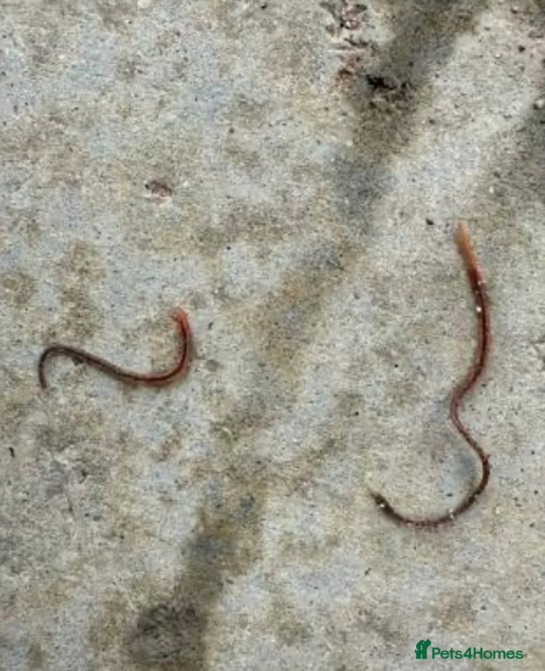 Worms invertebrates for sale: Earthworms  - Advert 2