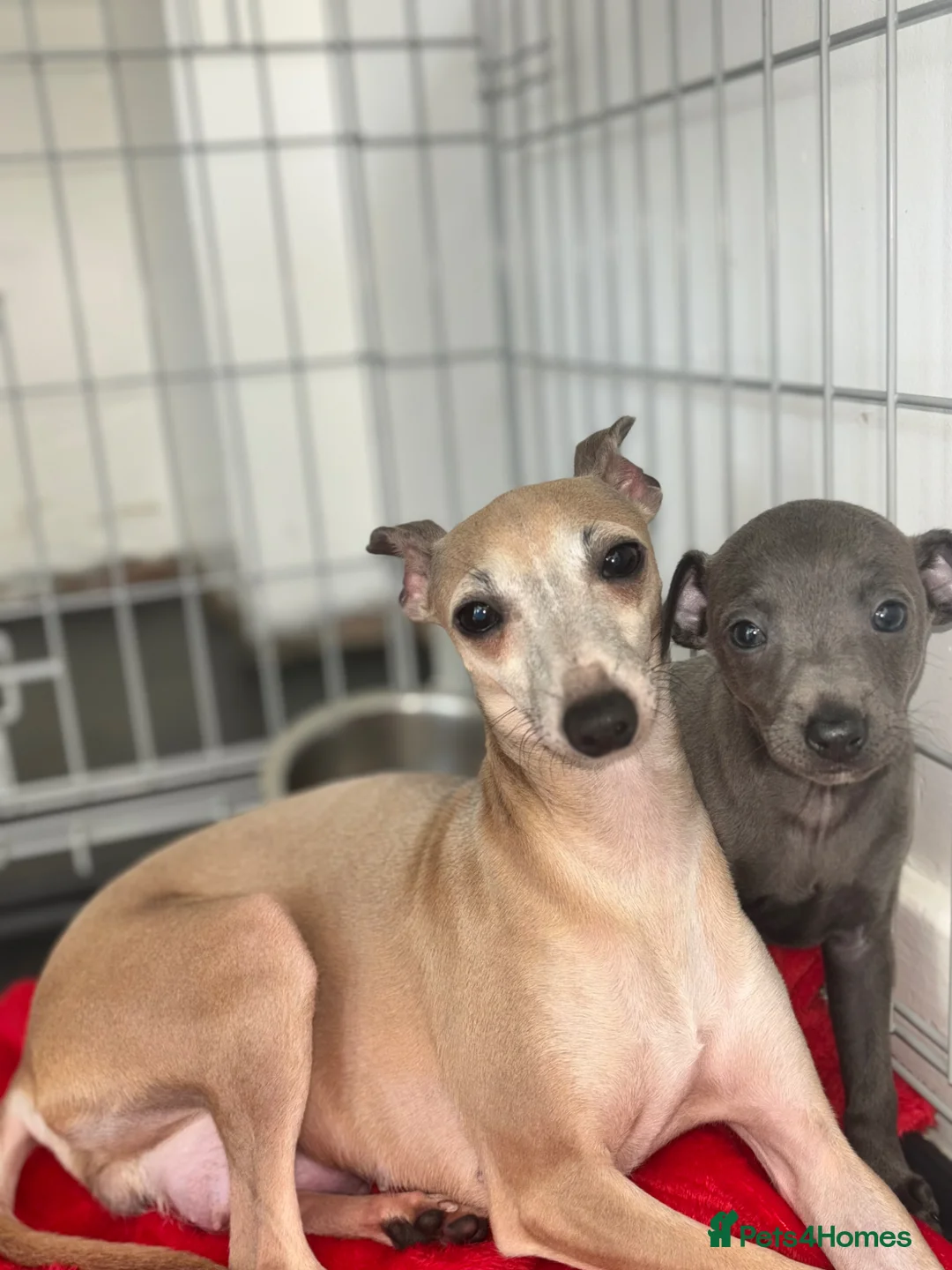 Italian Greyhound dogs for sale: Ready to leave Adorable Italian Greyhound Puppy  - Advert 3