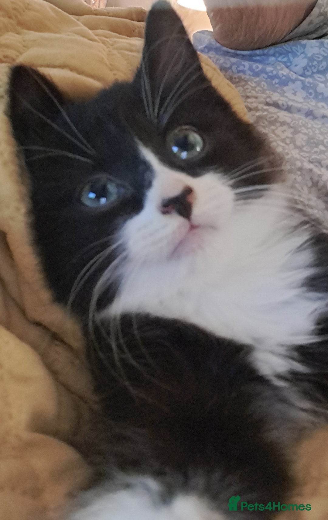Mixed Breed cats for sale: Fluffy longhaired Kitten with Love Heart Nose  - Image 4