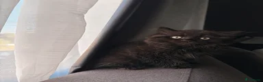 British Longhair 1