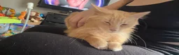 Maine Coon cats for sale: Maine coon x Norwegian forest (rehome) in Stone - Advert 3