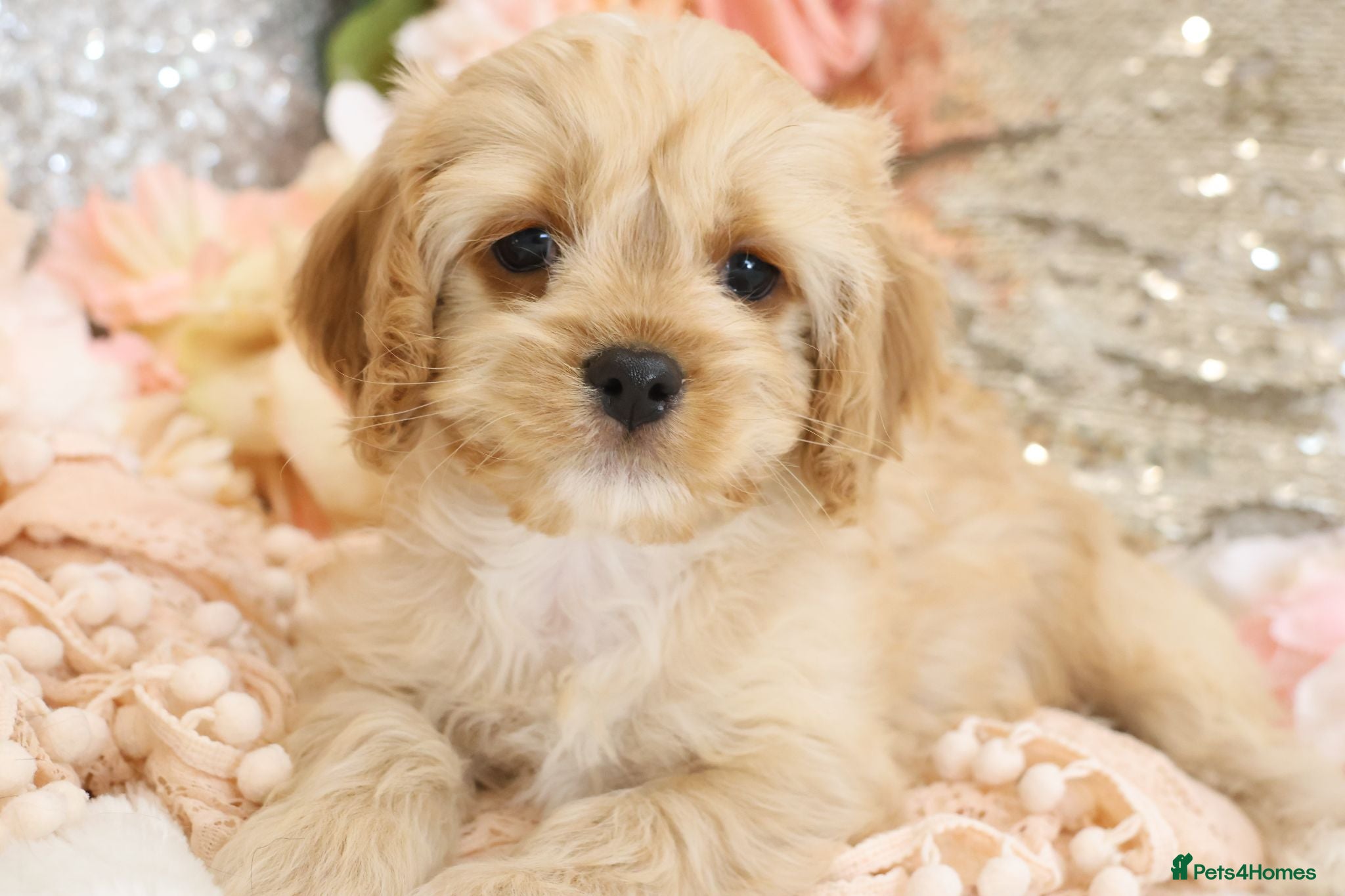 Cavapoo dogs *HEALTH TESTED*  F1 Cavapoos - Advert 2