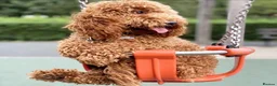Cockapoo dogs for sale: Adorable cockapoo pups - Advert 5