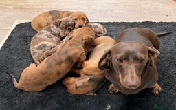 Dachshund dogs for sale: Lovely Dachshunds - Image 4