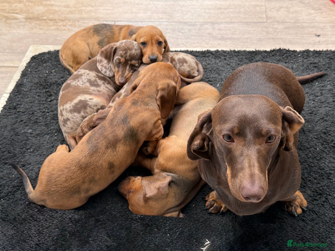 Dachshund dogs for sale: Lovely Dachshunds - Image 4