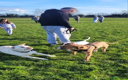 Mixed Breed dogs for sale: Millie to be rehomed - Image 14