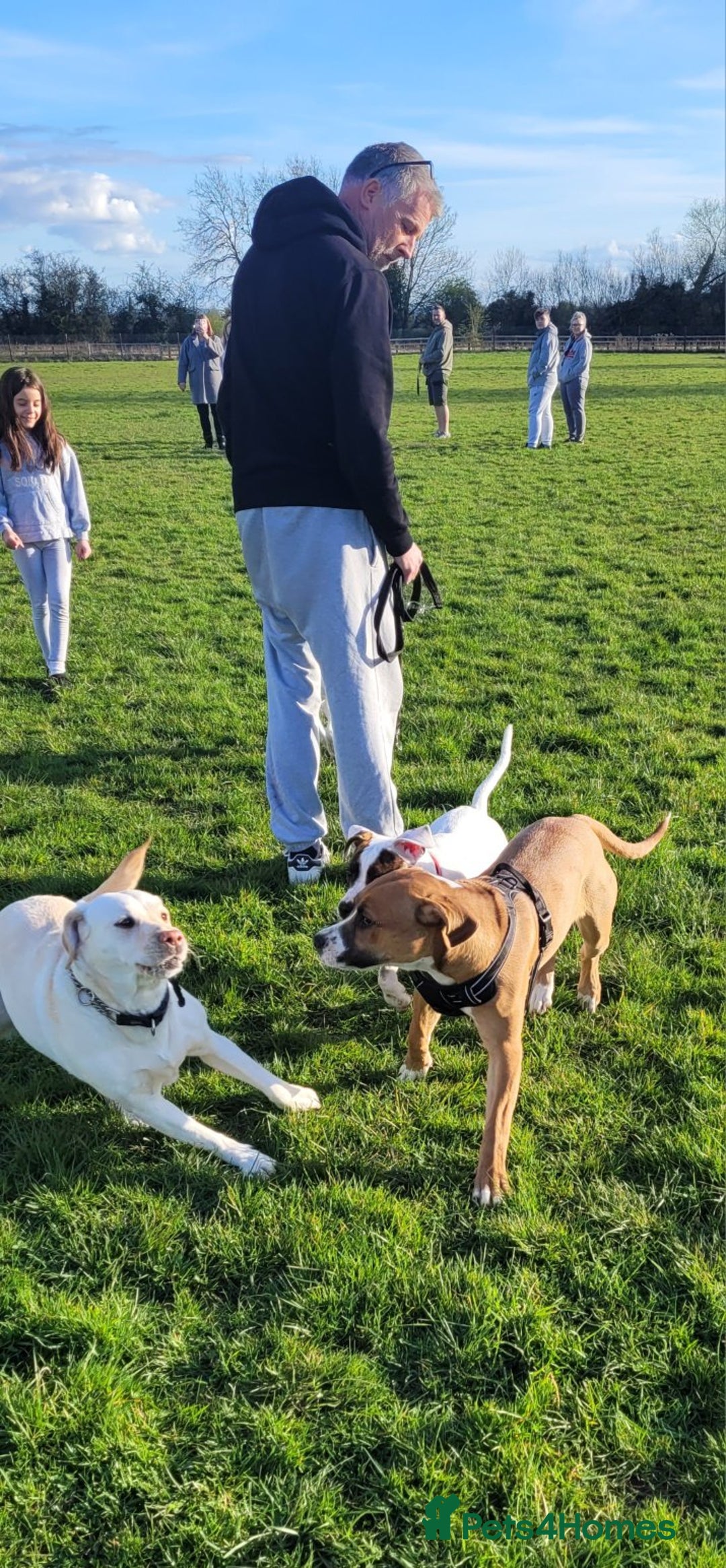 Mixed Breed dogs for sale: Millie to be rehomed - Image 14