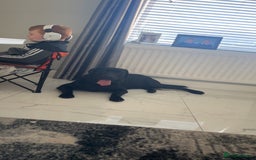 Labrador Retriever dogs for stud: Stud  - Image 5